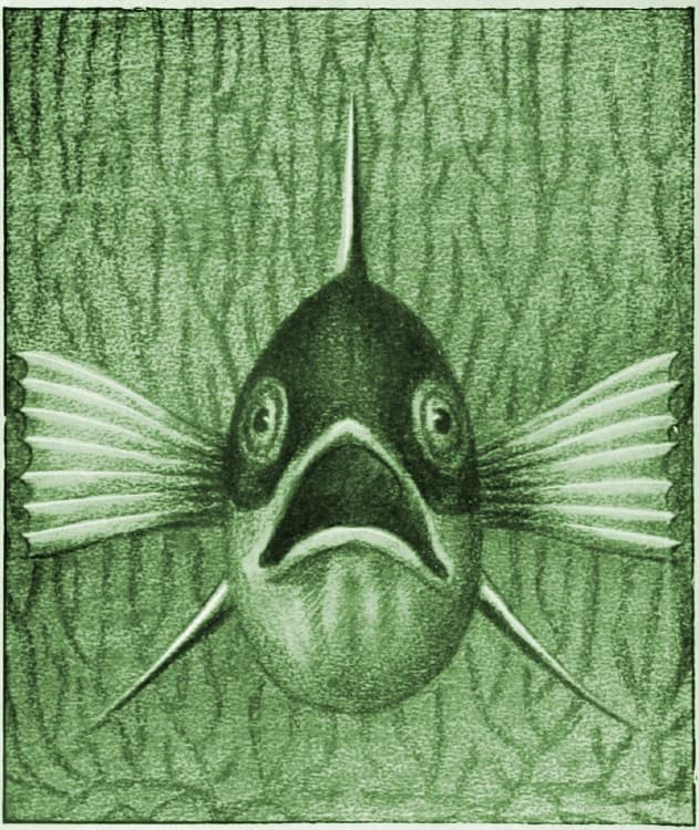 Einheimische Fische; Die Süßwasserfische Unsrer Heimat