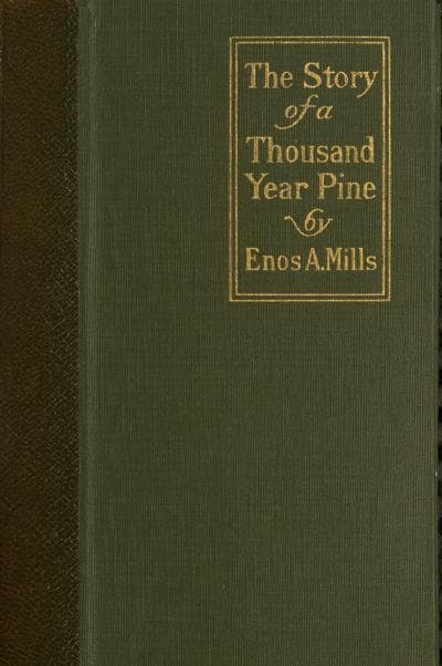 The Story of a Thousand-Year Pine