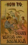 How to Stuff Birds and Animals: A Valuable Book Giving Instruction in Collecting, Preparing, Mounting, and Preserving Birds, Animals, and Insects