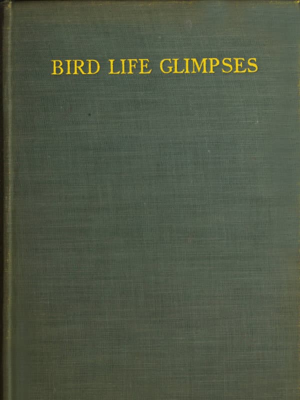 Bird Life Glimpses