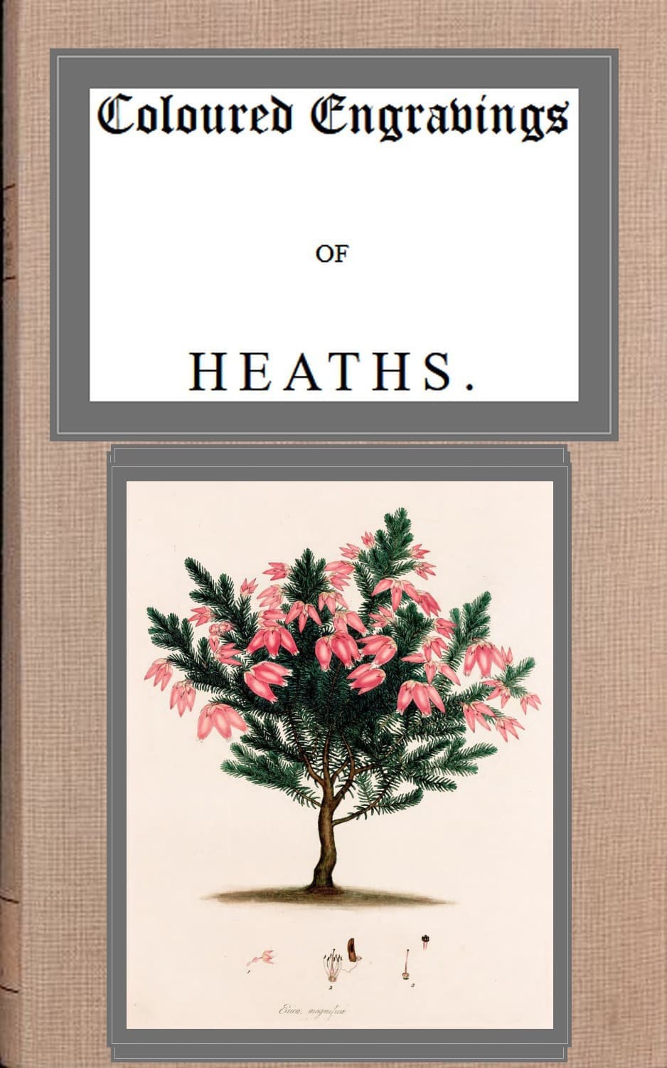 Coloured Engravings of Heaths; Vol. 4