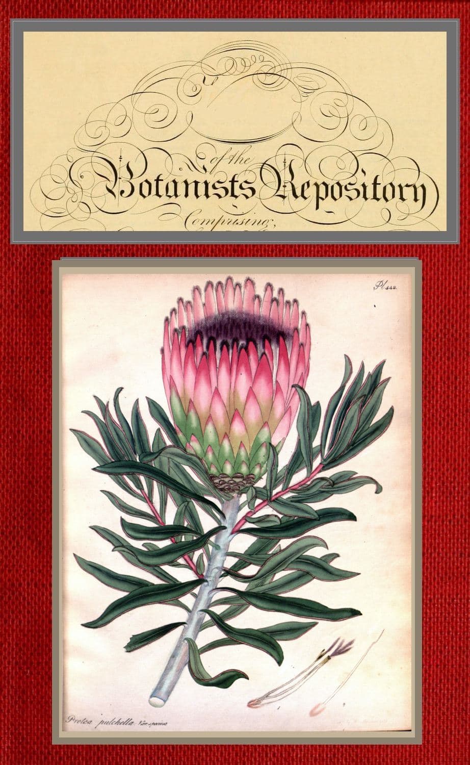 The Botanist's Repository for New and Rare Plants; Vol. 07 [Of 10]
