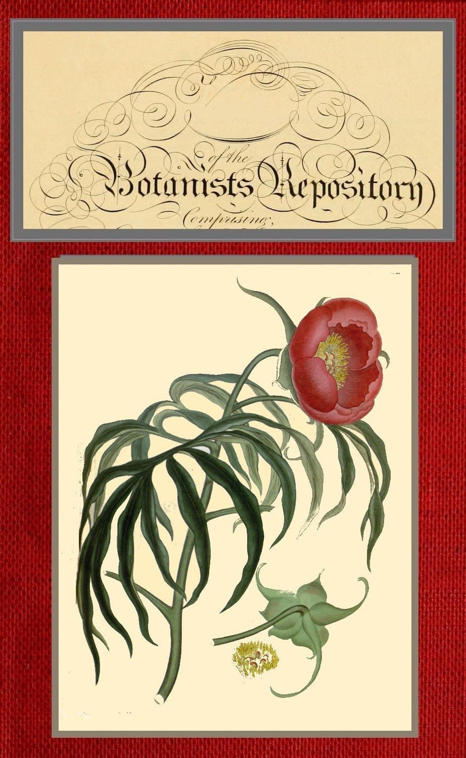 The Botanist's Repository for New and Rare Plants; Vol. 08 [Of 10]