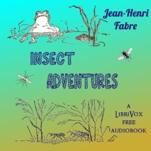 Insect Adventures