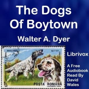 Dogs Of Boytown