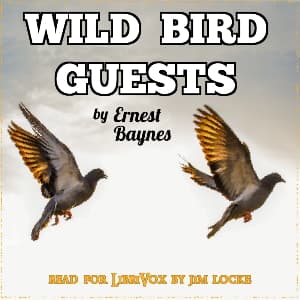Wild Bird Guests