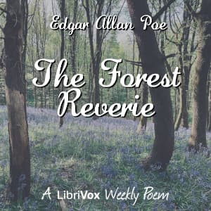 Forest Reverie