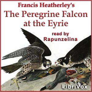 Peregrine Falcon at the Eyrie