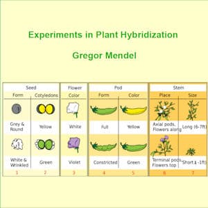 Experiments in Plant Hybridisation