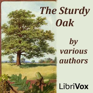 Sturdy Oak