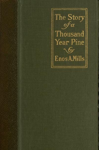 The Story of a Thousand-Year Pine