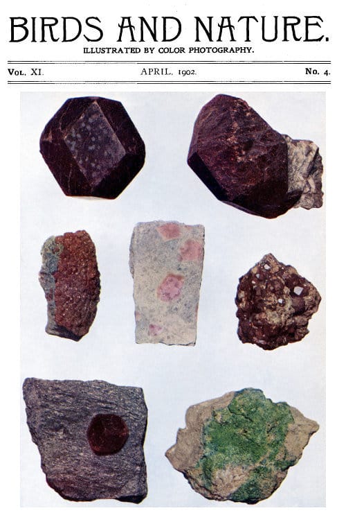 Birds and Nature Vol. 11 No. 4 [April 1902]illustrated by Color Photography