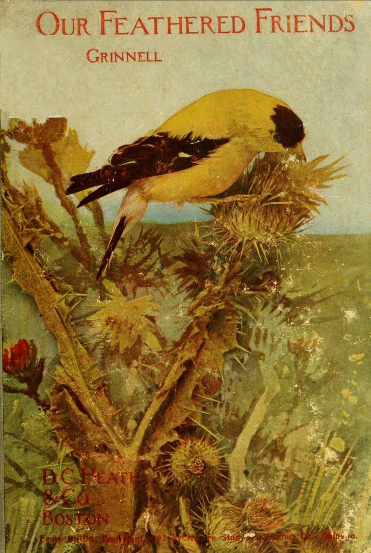 Our Feathered Friends