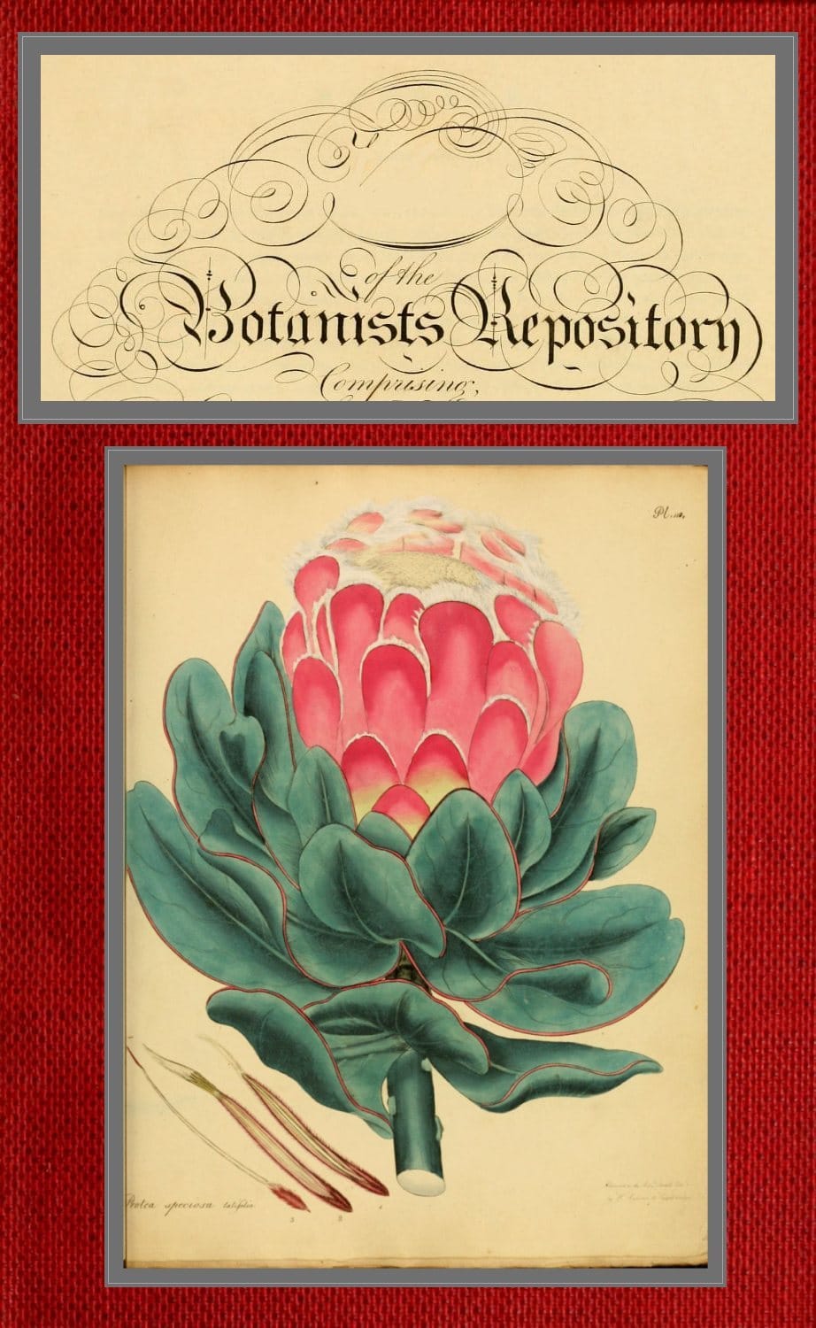The Botanist's Repository for New and Rare Plants; Vol. 01 & 02 [Of 10]