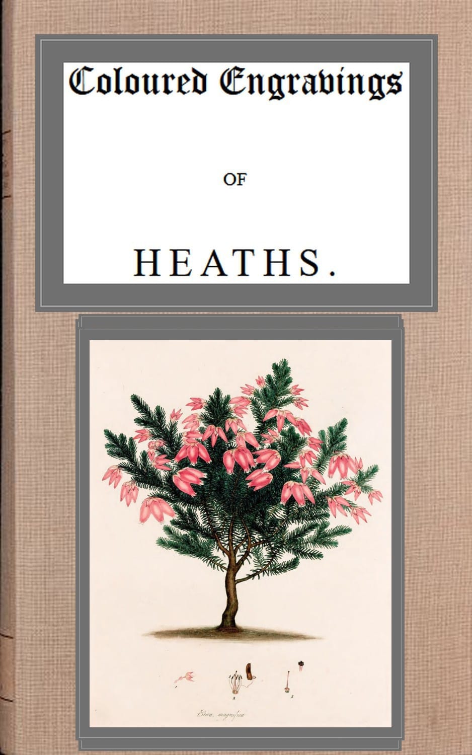 Coloured Engravings of Heaths; Vol. 4