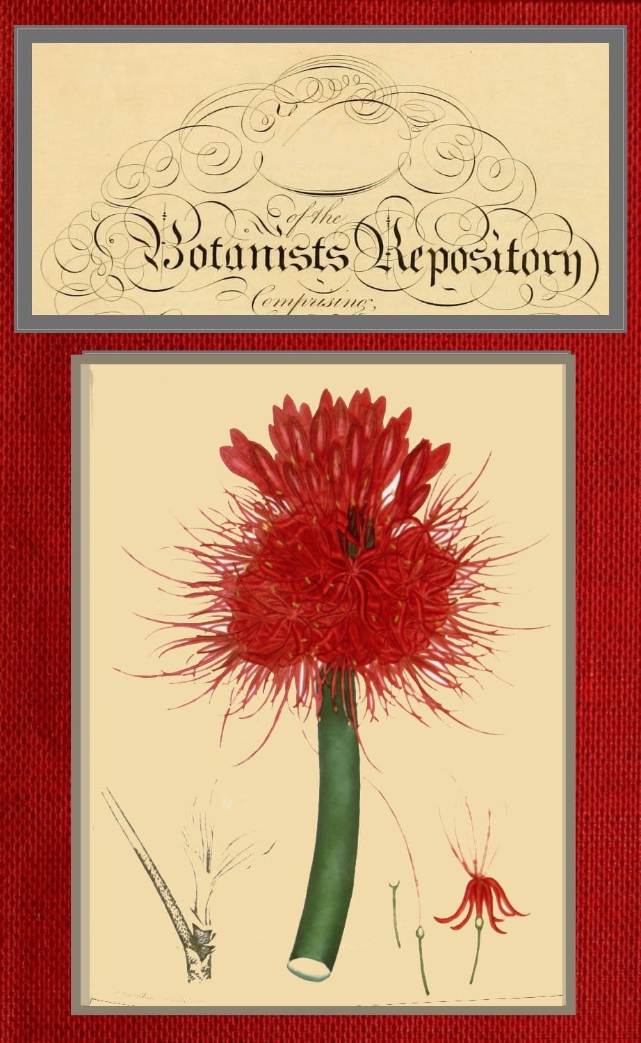 The Botanist's Repository for New and Rare Plants; Vol. 05 [Of 10]