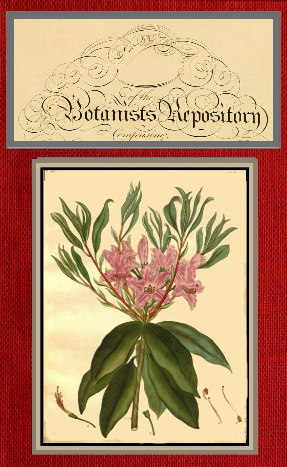 The Botanist's Repository for New and Rare Plants; Vol. 06 [Of 10]