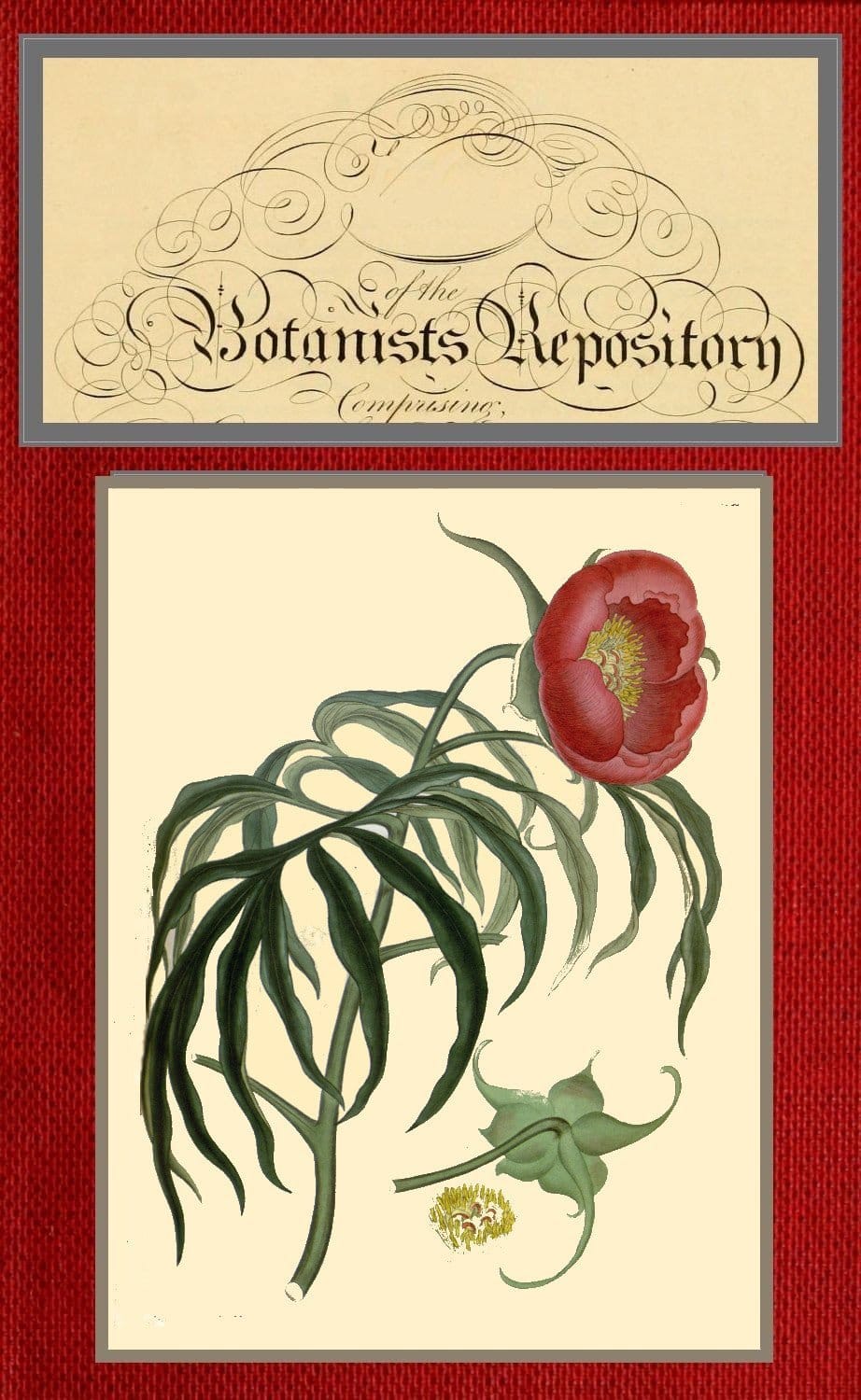 The Botanist's Repository for New and Rare Plants; Vol. 08 [Of 10]