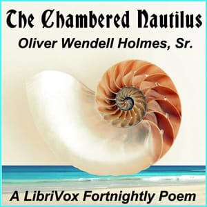 Chambered Nautilus