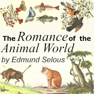 Romance of the Animal World