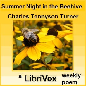 Summer Night in the Beehive